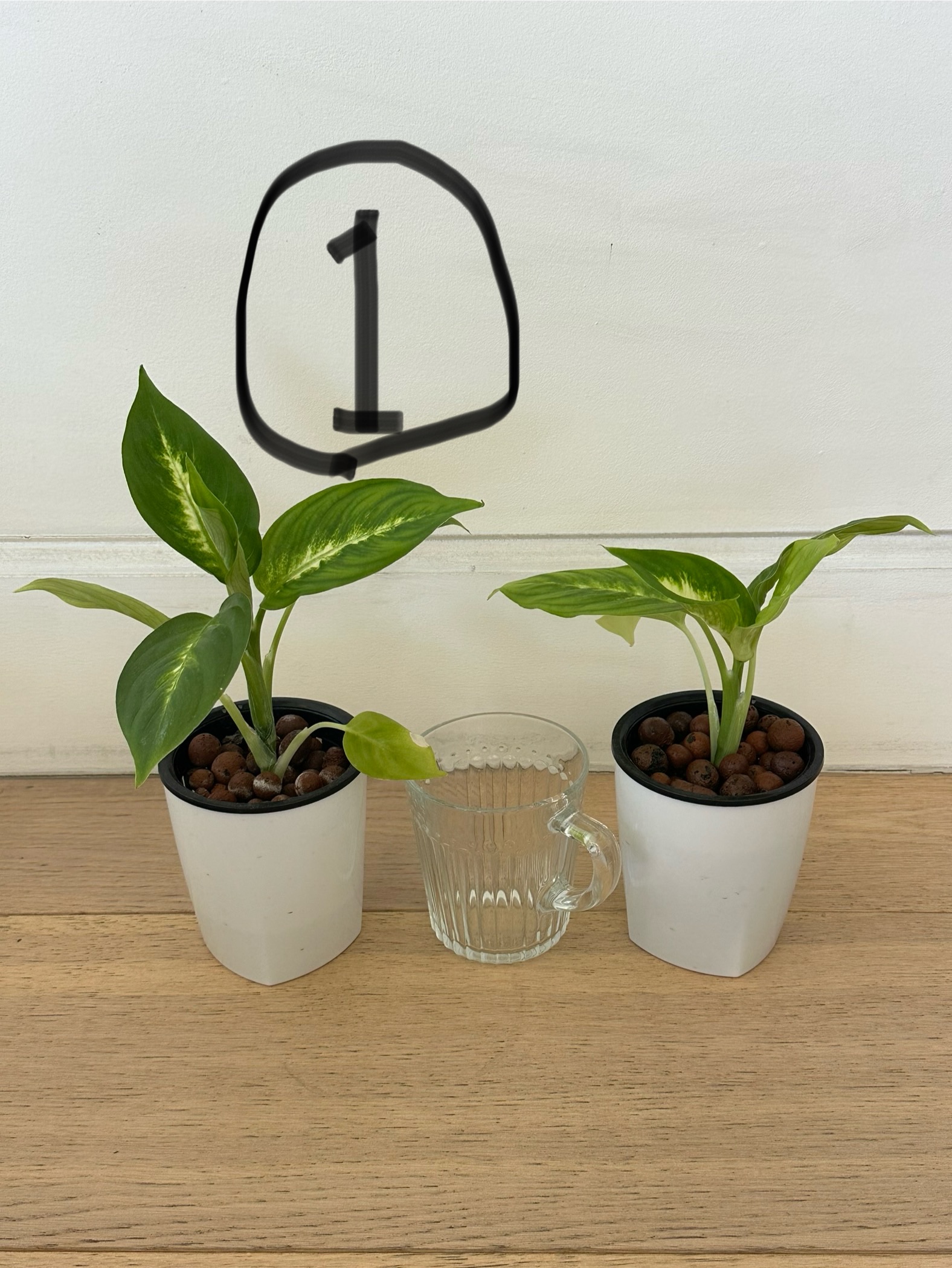 황토볼로 수경재배하는 공기정화화초들 마리안느 금전수 드라세나 - 1