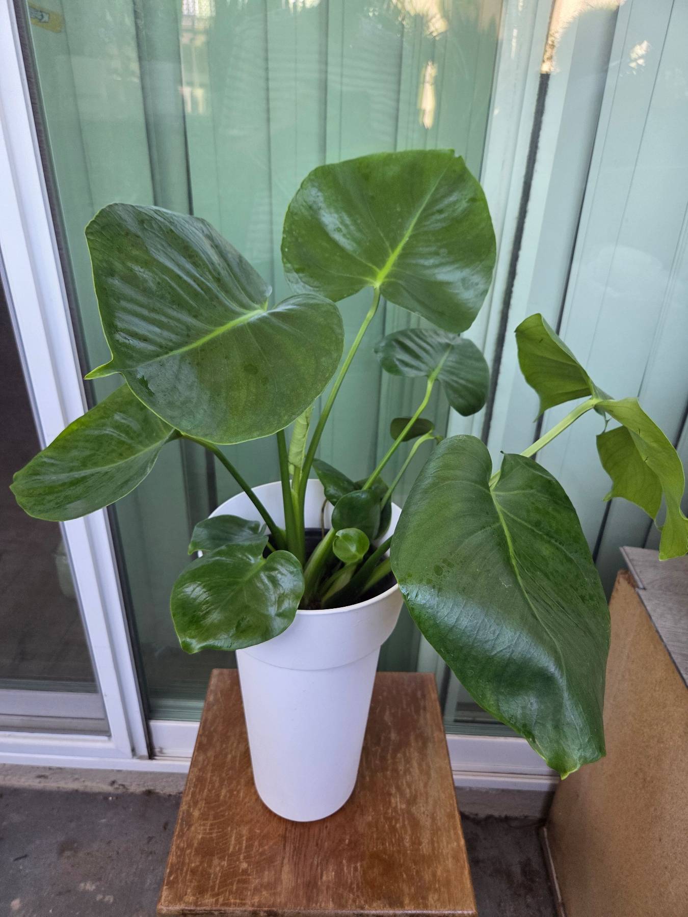 몬스테라 화분들~ - 1