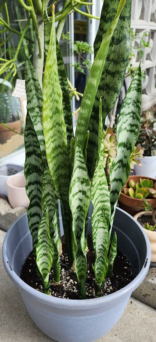산세베리아