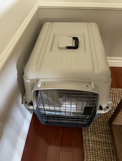 강아지 켄넬 Dog kennel