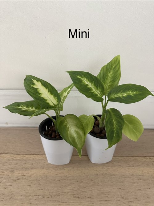 공기정화화초 마리안느 드라세나 마지나타 황토볼 수경재배