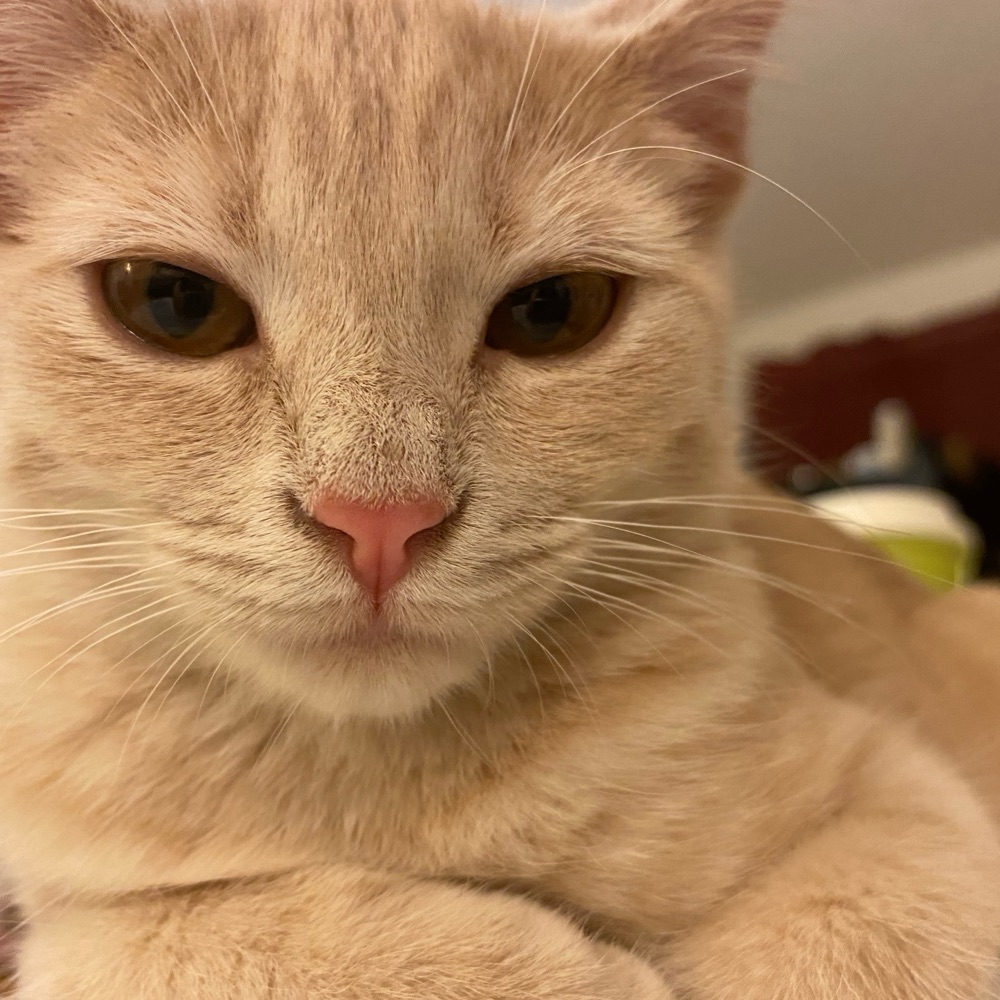 Butterscotch