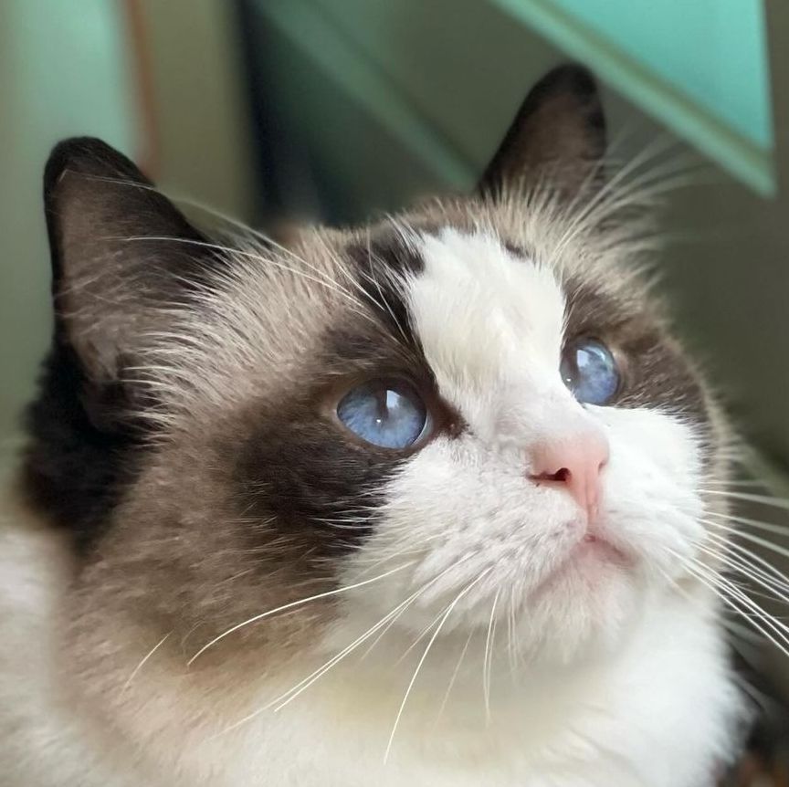 유후냥냥이