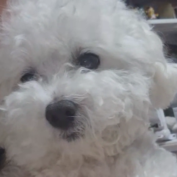 snowball00