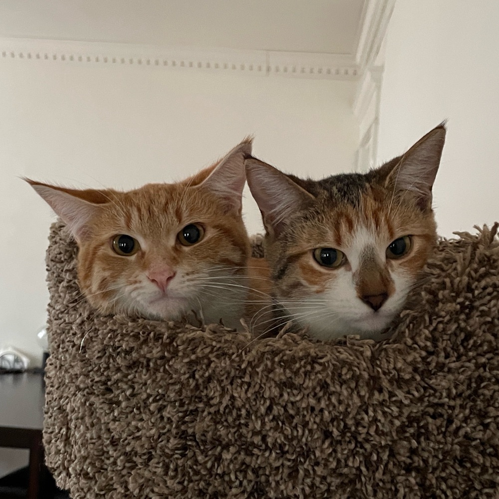 Wasabi_n_Siroo