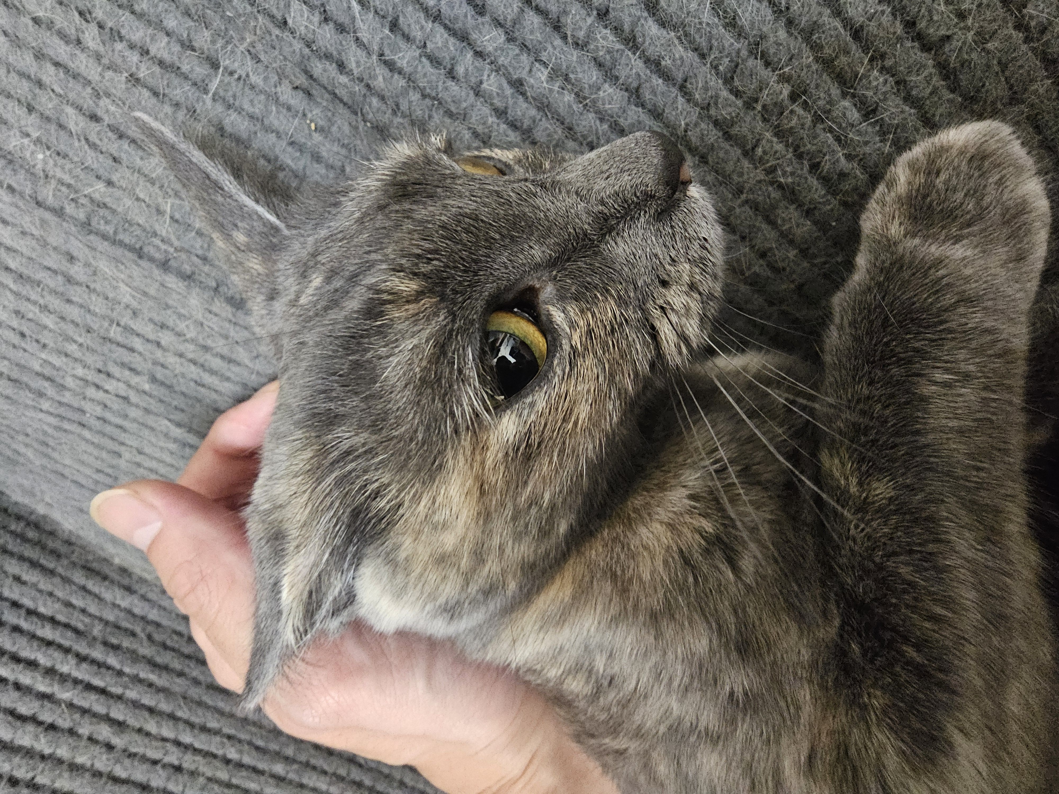 모리이자카