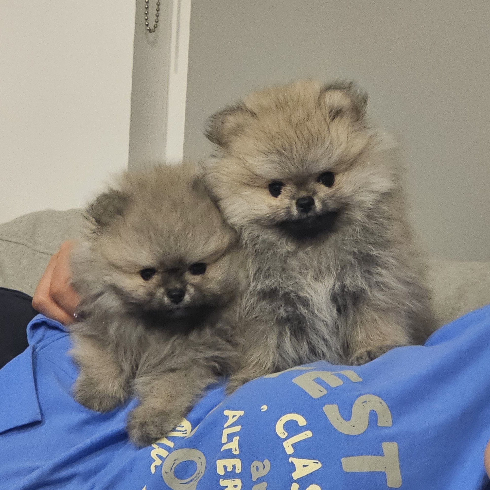 포메리안맘