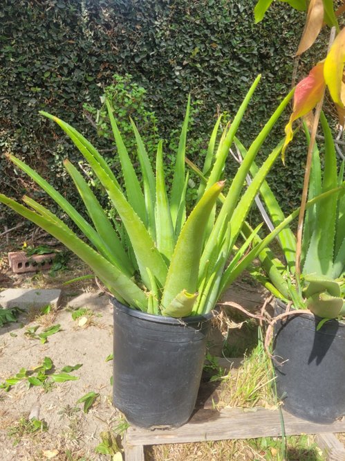 알로에베라화분