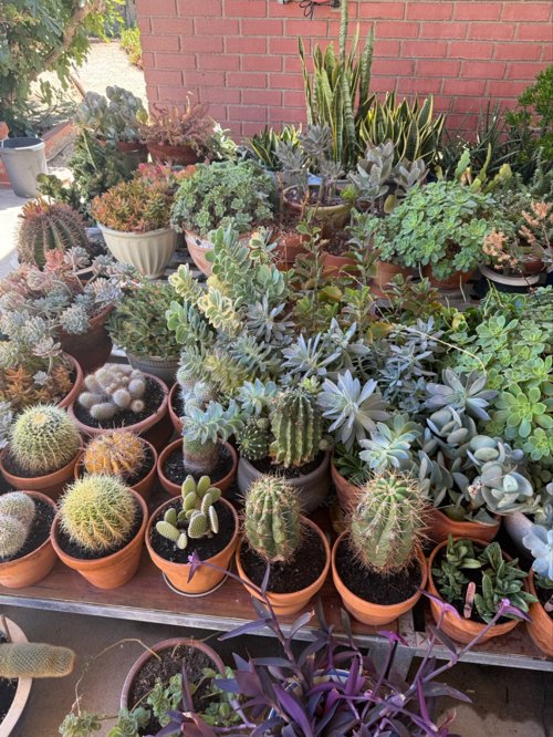 선인장 cactus 꽃 화분