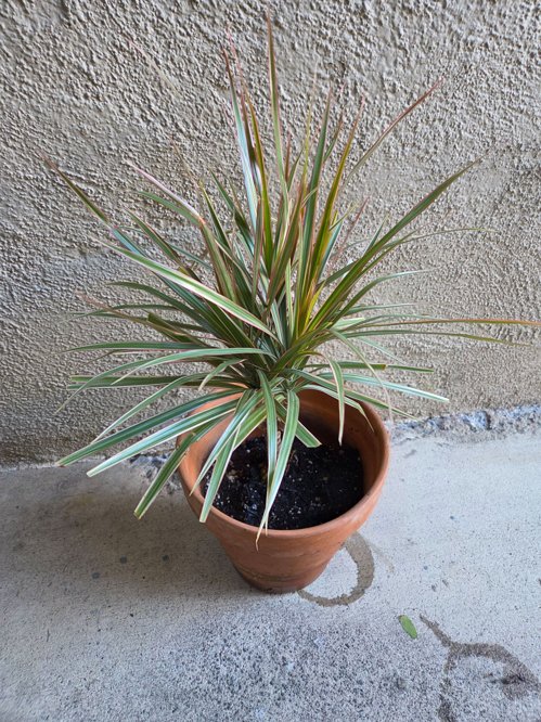 화분2개있어요( 한개에~