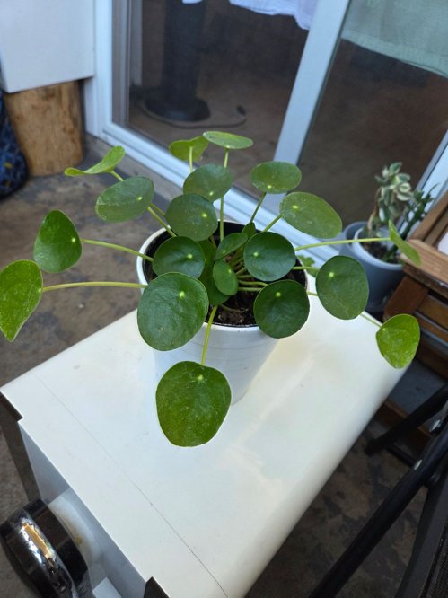 Screenshot 2025-01-07 at 3.36.30 PM.png