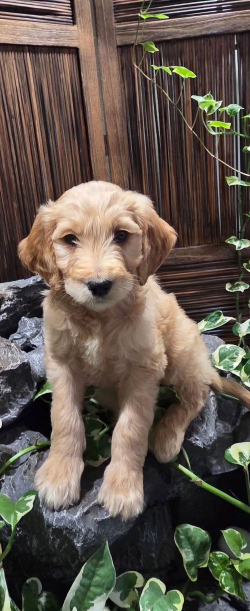 Screenshot 2025-01-07 at 3.36.30 PM.png