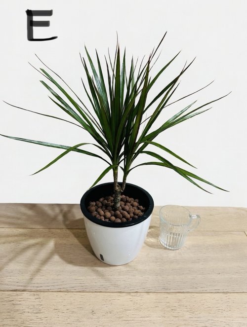 수경재배로 쉽게 공기정화화초 드라세나 마지나타