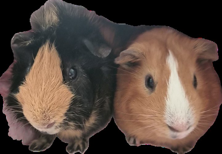 기니피그수컷2마리입양보냅니다