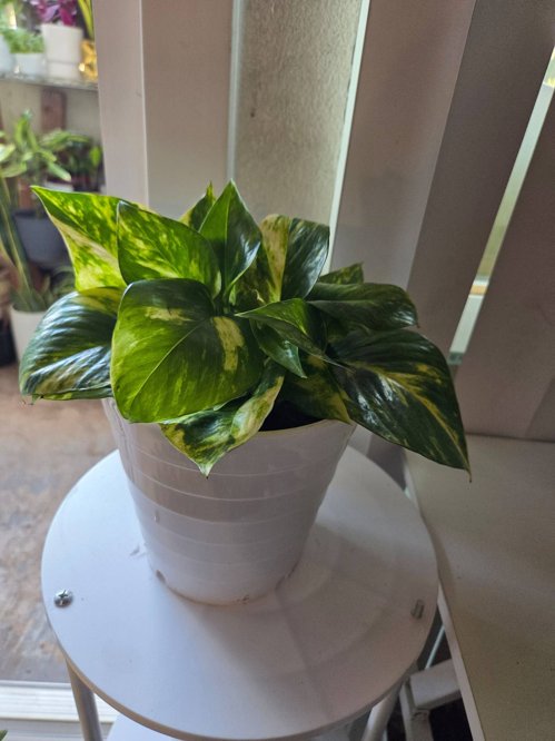 스킨답서스 화분~