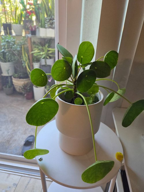 필라페페( 도자기화분