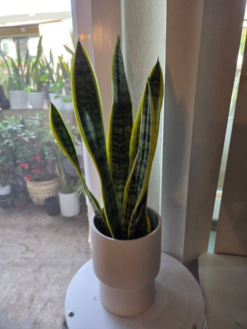 산세베리아( 도자기화분