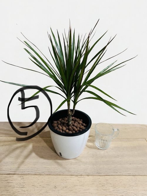 공기정화화초 드라세나 마지나타