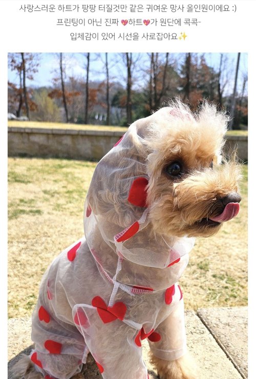 강아지 해충방지 올인원 망사