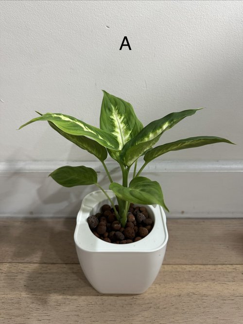 공기정화화초 마리안느 드라세나 마지나타