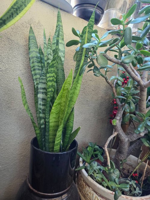 산세베리아. ( 도자기화분