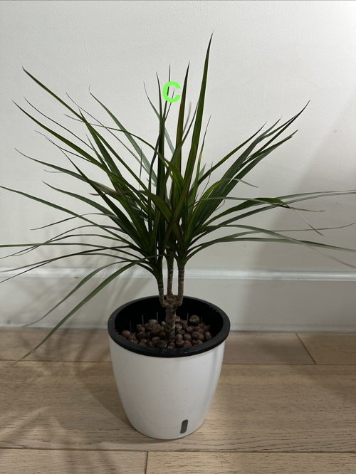 공기정화화초 드라세나 마지나타