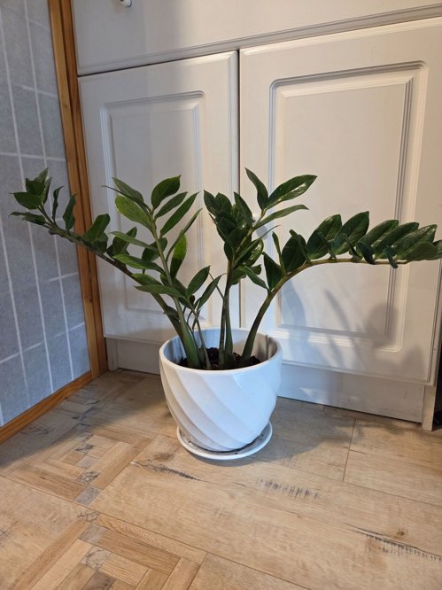 금전 수( 도자기화분