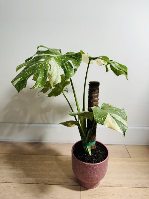 몬스테라 델리시오사 화분 찾기 힘든 크림색상 분양합니다